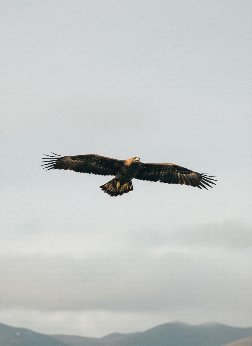 Golden eagle in flight